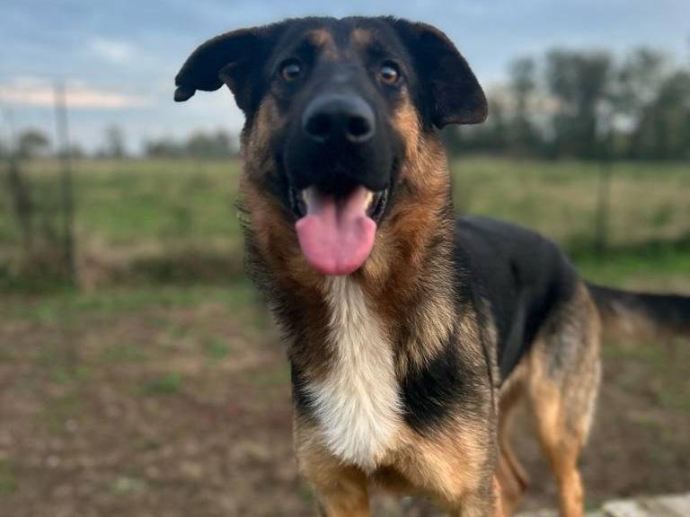 Adotta un cane, taglia media, femmina, Milano