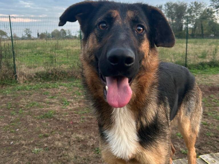 Vuoi adottare un cane a Milano?