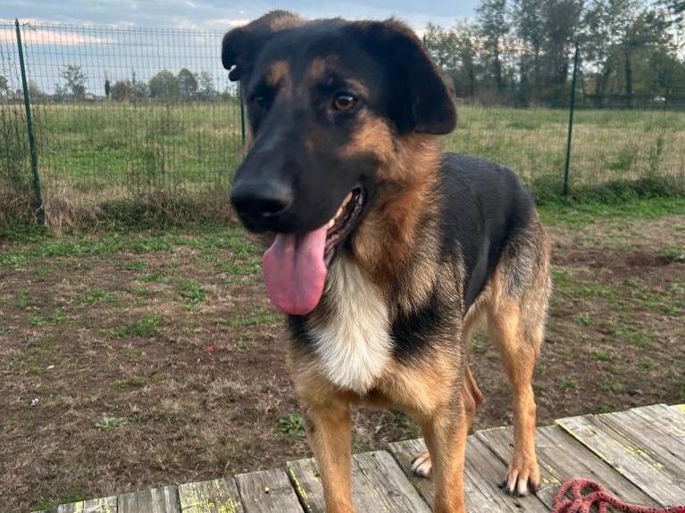 Adotta il cane Lalla a Milano