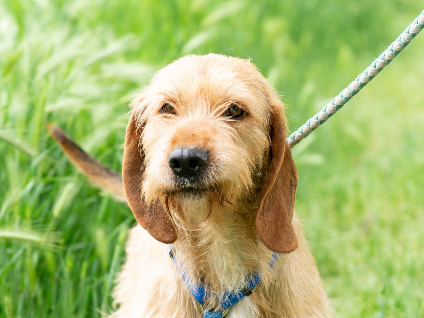 Adotta un cane, maschio, 9 anni , Ferrara
