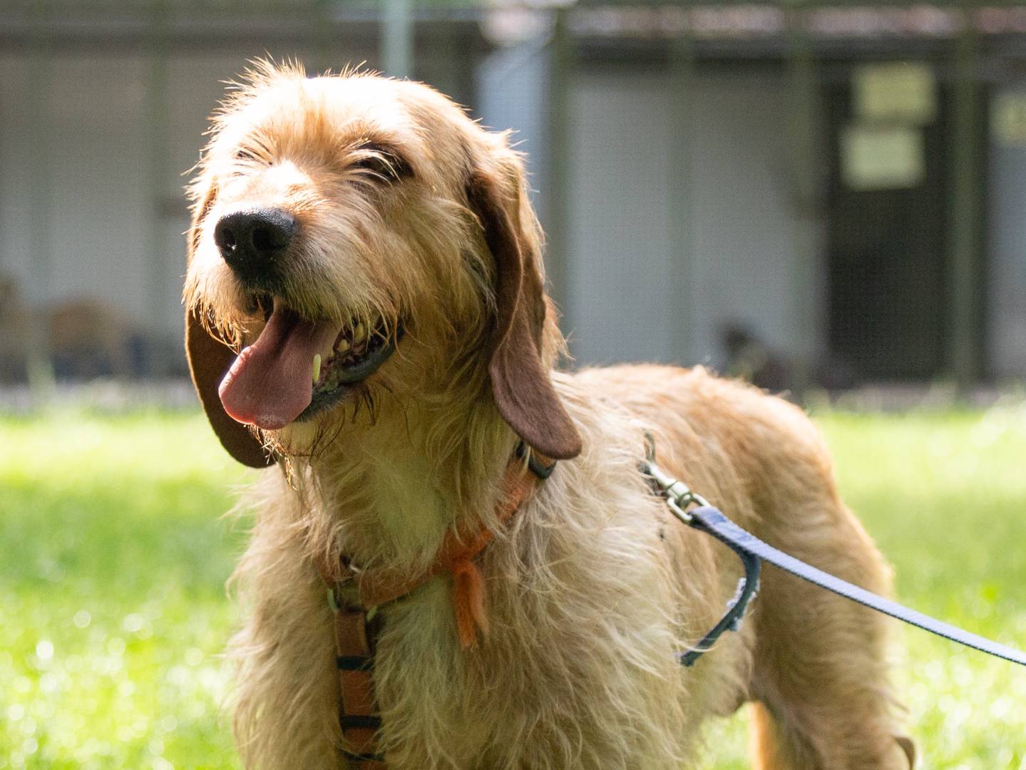 Adotta un cane, taglia media, maschio, Ferrara