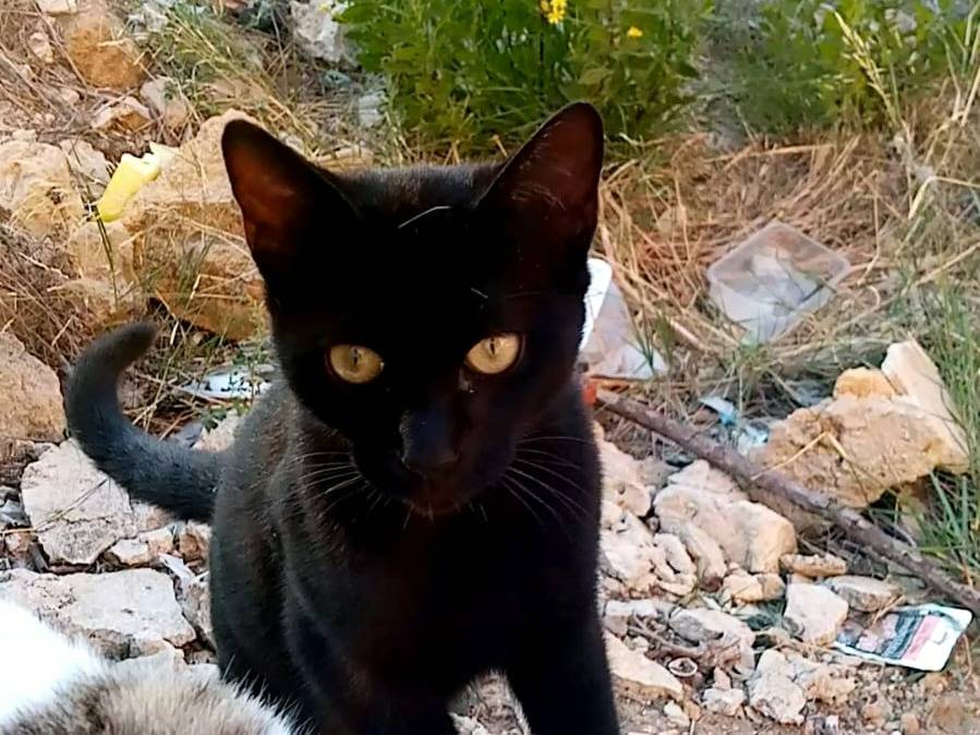 Adotta un gatto, maschio, 2 anni e 4 mesi, Agrigento