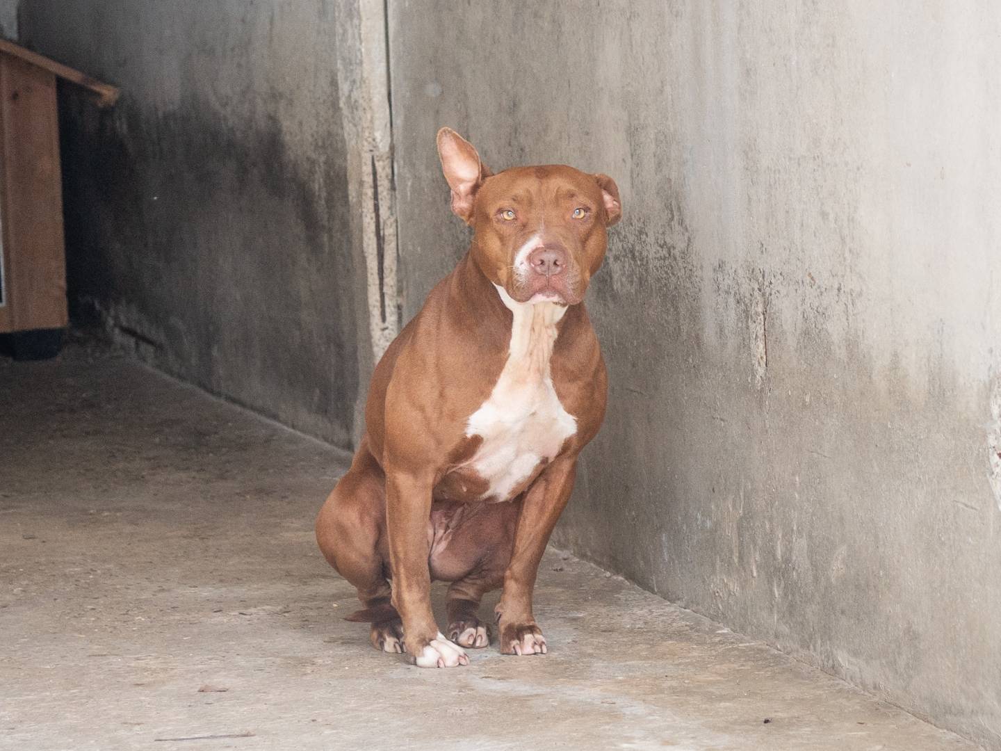 Adotta un cane, femmina, 6 anni  e 7 mesi , Ferrara