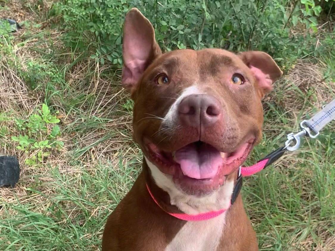 Adotta un cane, taglia media, femmina, Ferrara