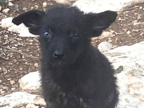 Adozione cane, femmina, meticcio, 2 anni e 4 mesi, taglia piccola, Catania