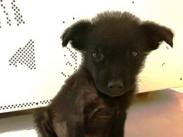 Adotta un cane, femmina, 2 anni e 4 mesi, Catania