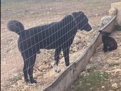 Adotta il cane OLIVIA a Catania