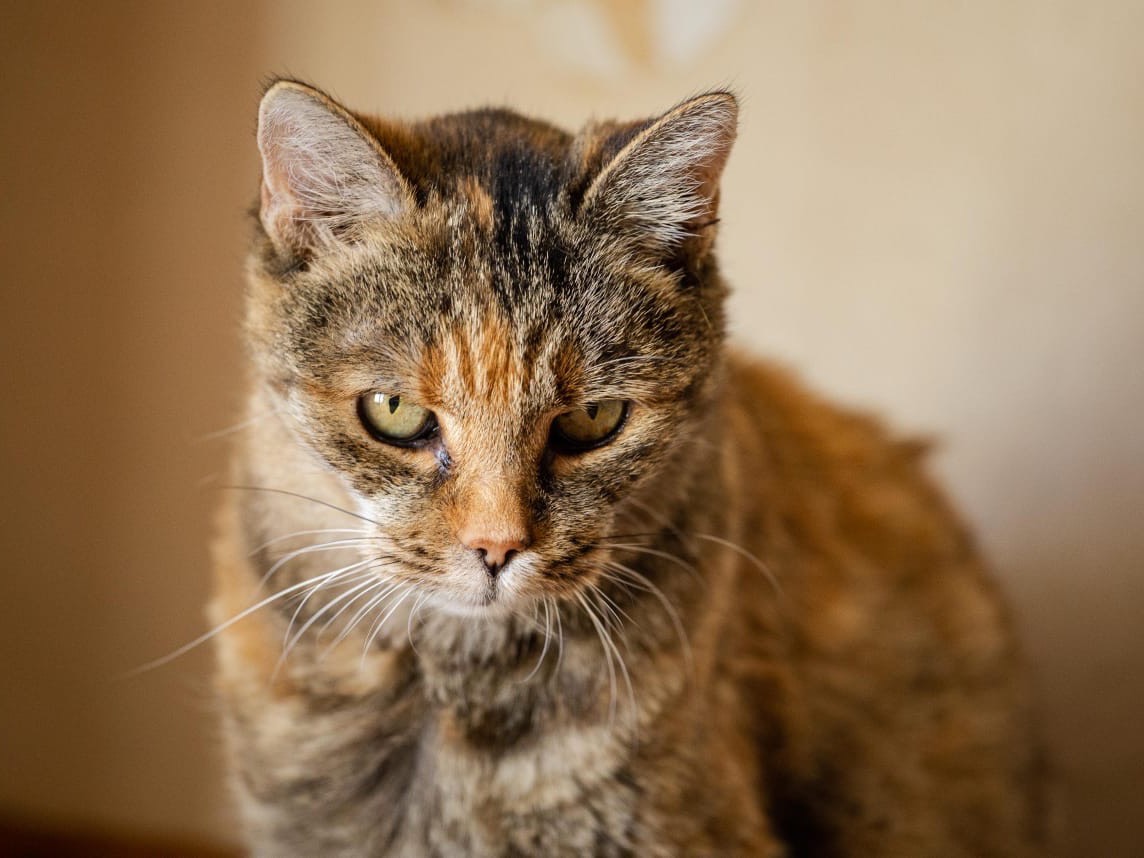 Adotta un gatto, taglia non valida, femmina, Roma