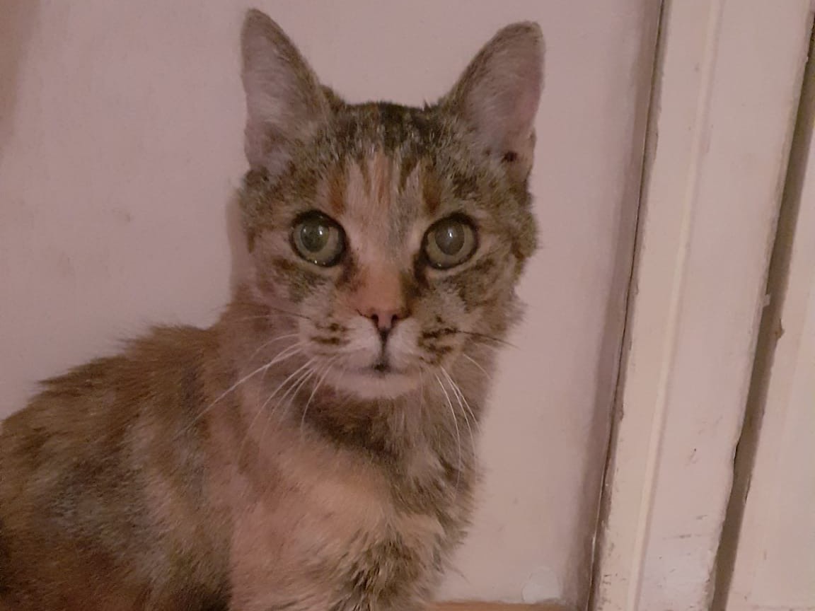 Vuoi adottare un gatto a Roma?