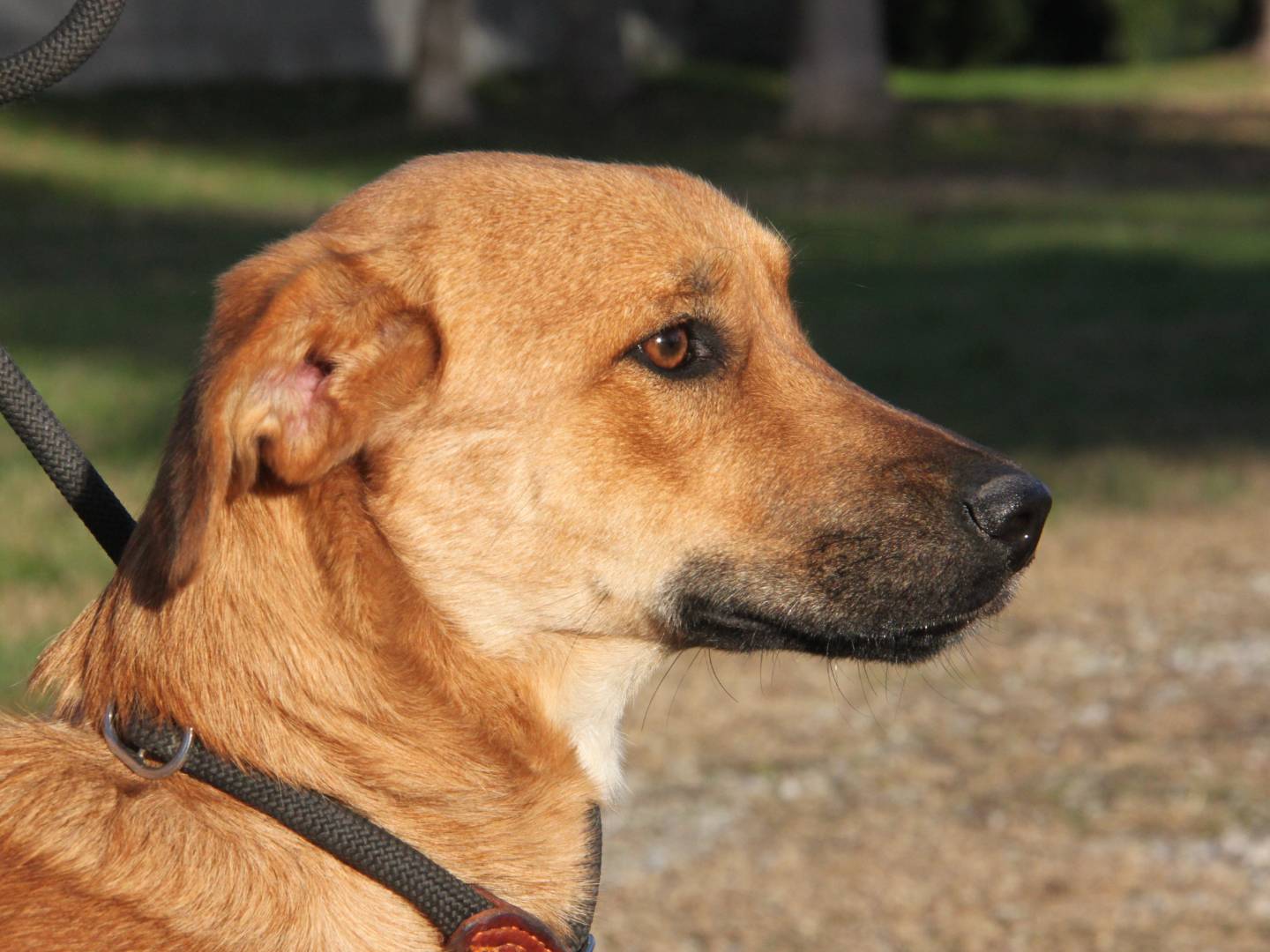 Adozione cane, maschio, meticcio, 3 anni e 1 mese, taglia media, Milano