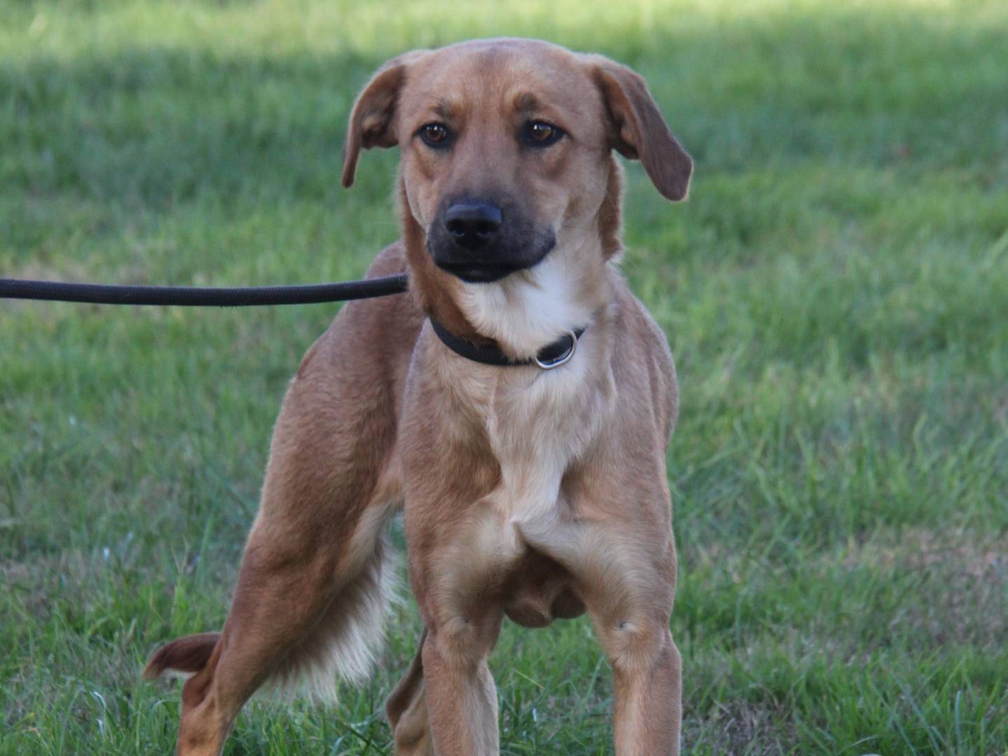 Vuoi adottare un cane a Milano?