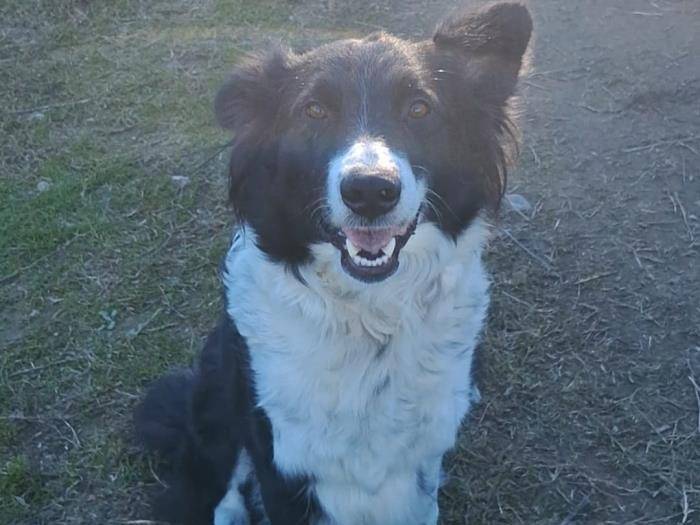 Adozione cane, femmina, Border Collie, 8 anni e 1 mese, taglia media, Milano