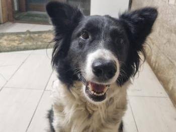 Adotta un cane, femmina, 8 anni e 1 mese, Milano