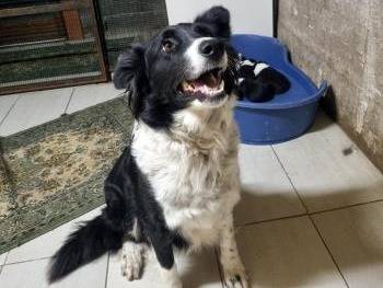 Adotta un cane, taglia media, femmina, Milano