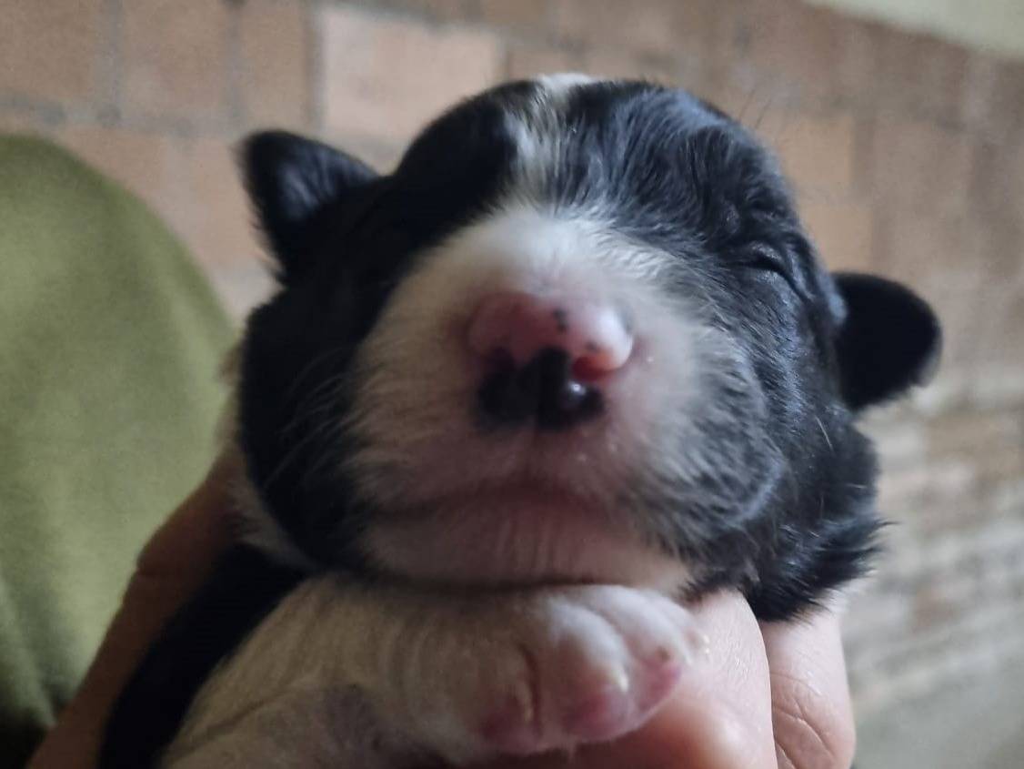 Adozione cane, femmina, Border Collie, 2 anni e 3 mesi, taglia piccola, Milano