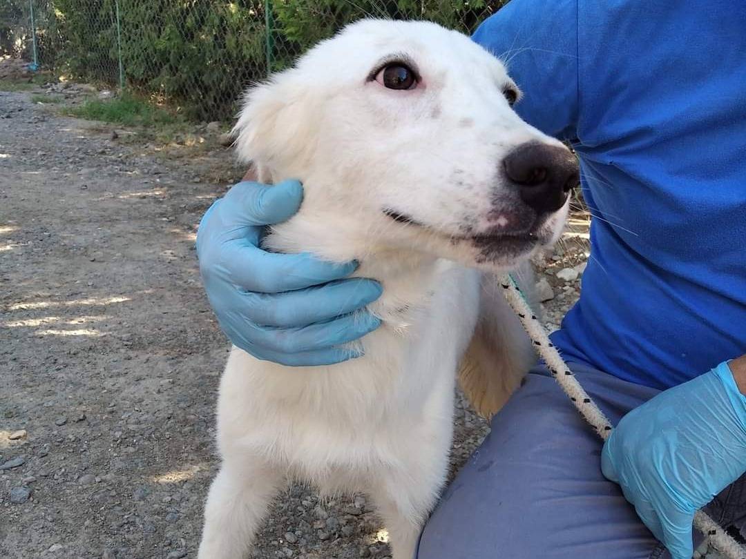 Adozione cane, maschio, meticcio, 5 anni  e 2 mesi , taglia media, Crotone