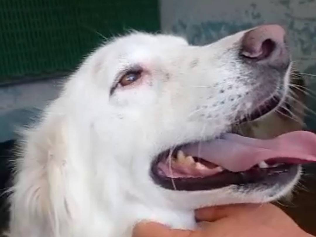 Adotta un cane, maschio, 5 anni  e 2 mesi , Crotone