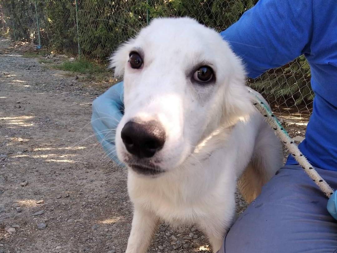 Adotta un cane, taglia media, maschio, Crotone