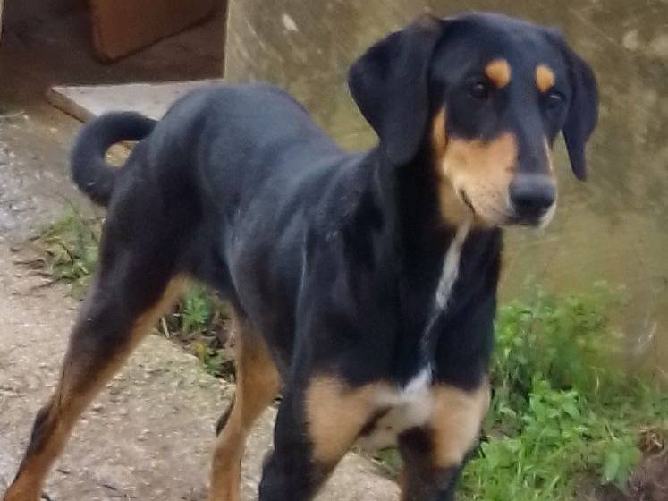 Foto dell'animale