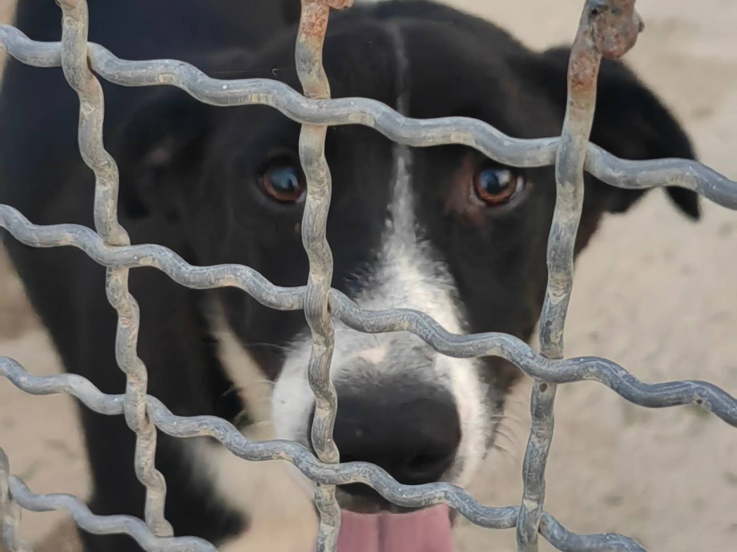 Adotta un cane, femmina, 2 anni  e 3 mesi , Caserta