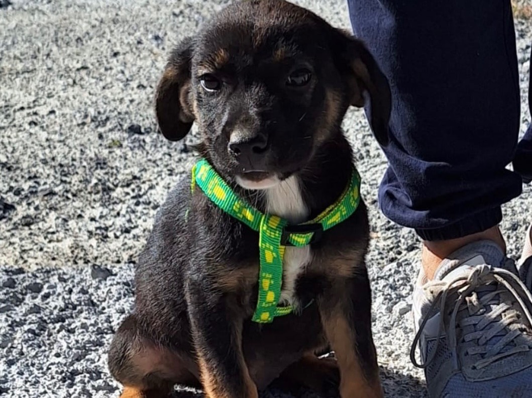 Adozione cane, femmina, meticcio, 2 anni, taglia media contenuta, Siracusa