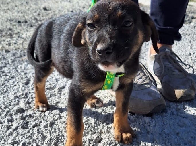 Adotta un cane, taglia media contenuta, femmina, Siracusa