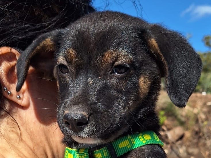 Adotta il cane Queen  a Siracusa