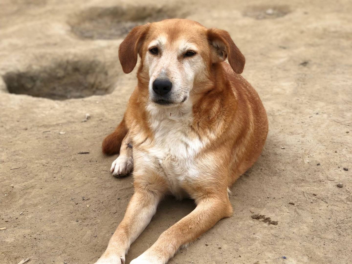 Foto dell'animale