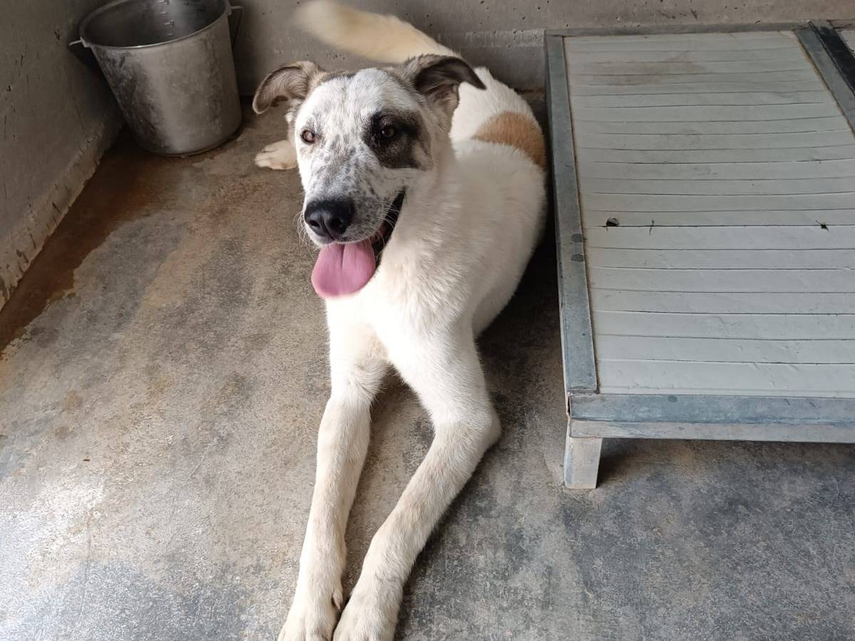 Vuoi adottare un cane a Pavia?