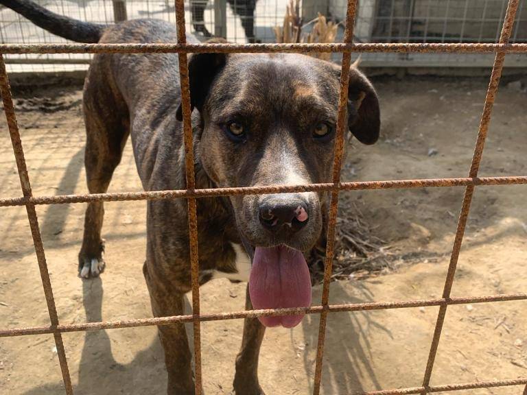 Adotta un cane, maschio, 4 anni  e 9 mesi , Pisa