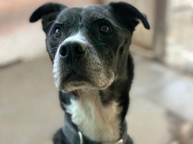 Adozione cane, maschio, Pitbull, 14 anni  e 1 mese, taglia media, Pisa