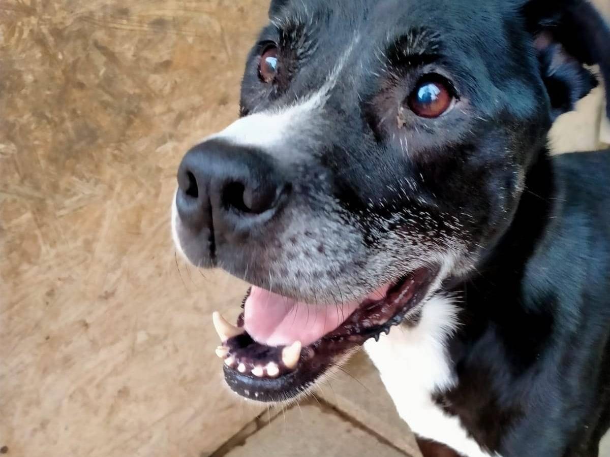 Adotta un cane, maschio, 14 anni  e 1 mese, Pisa
