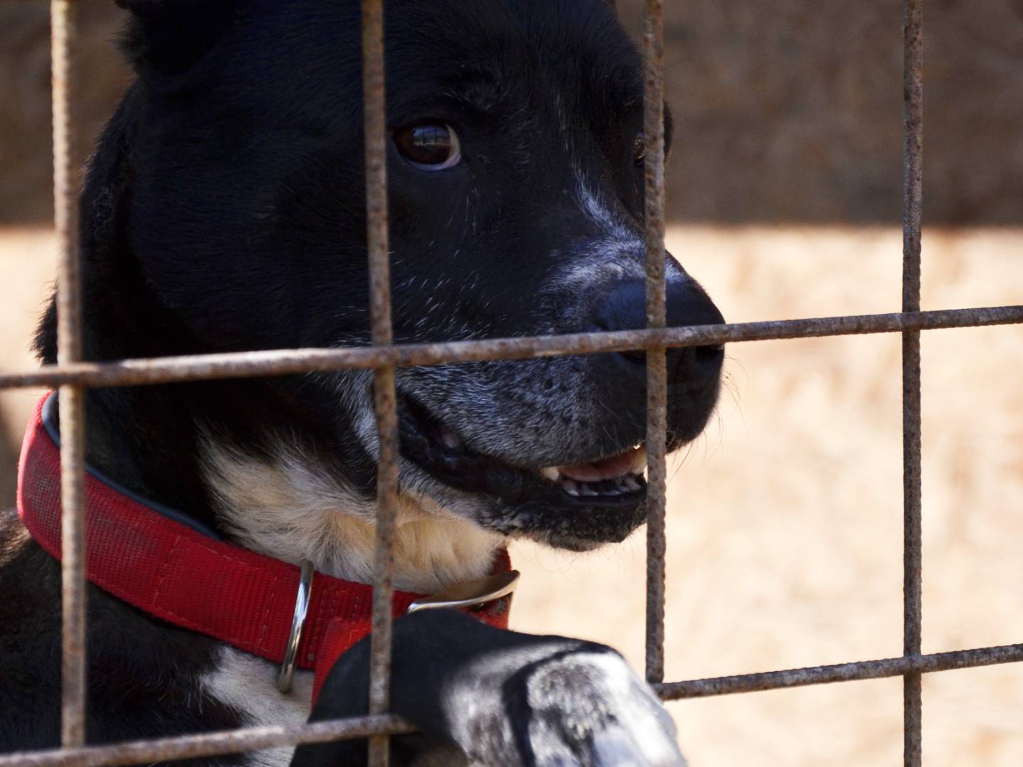 Adotta un cane, taglia media, maschio, Pisa