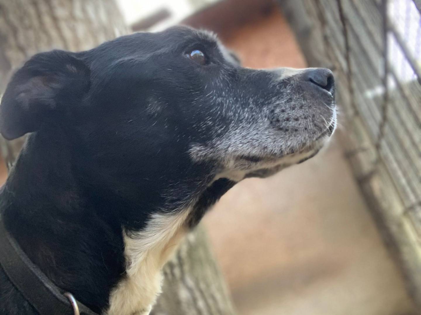 Vuoi adottare un cane a Pisa?
