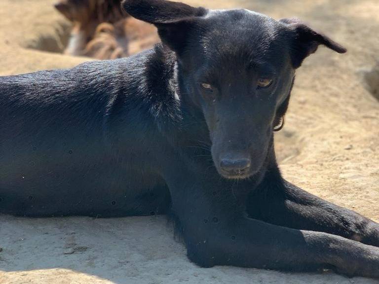 Adozione cane, femmina, meticcio, 5 anni  e 2 mesi , taglia media contenuta, Pisa