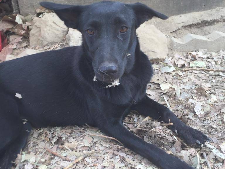 Adotta un cane, femmina, 5 anni  e 2 mesi , Pisa