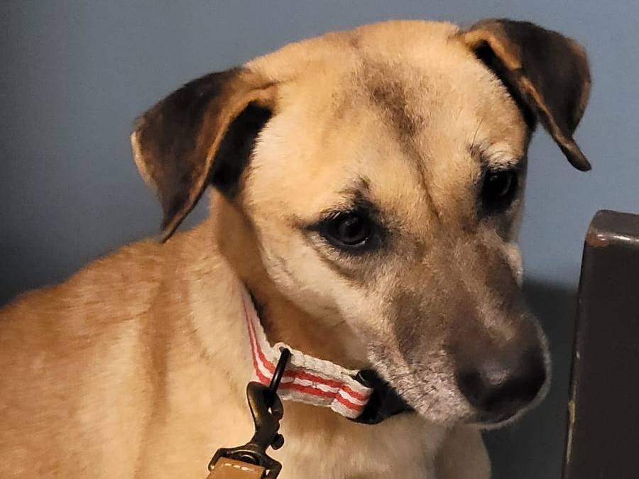 Adozione cane, femmina, meticcio, 5 anni, taglia media contenuta, Milano