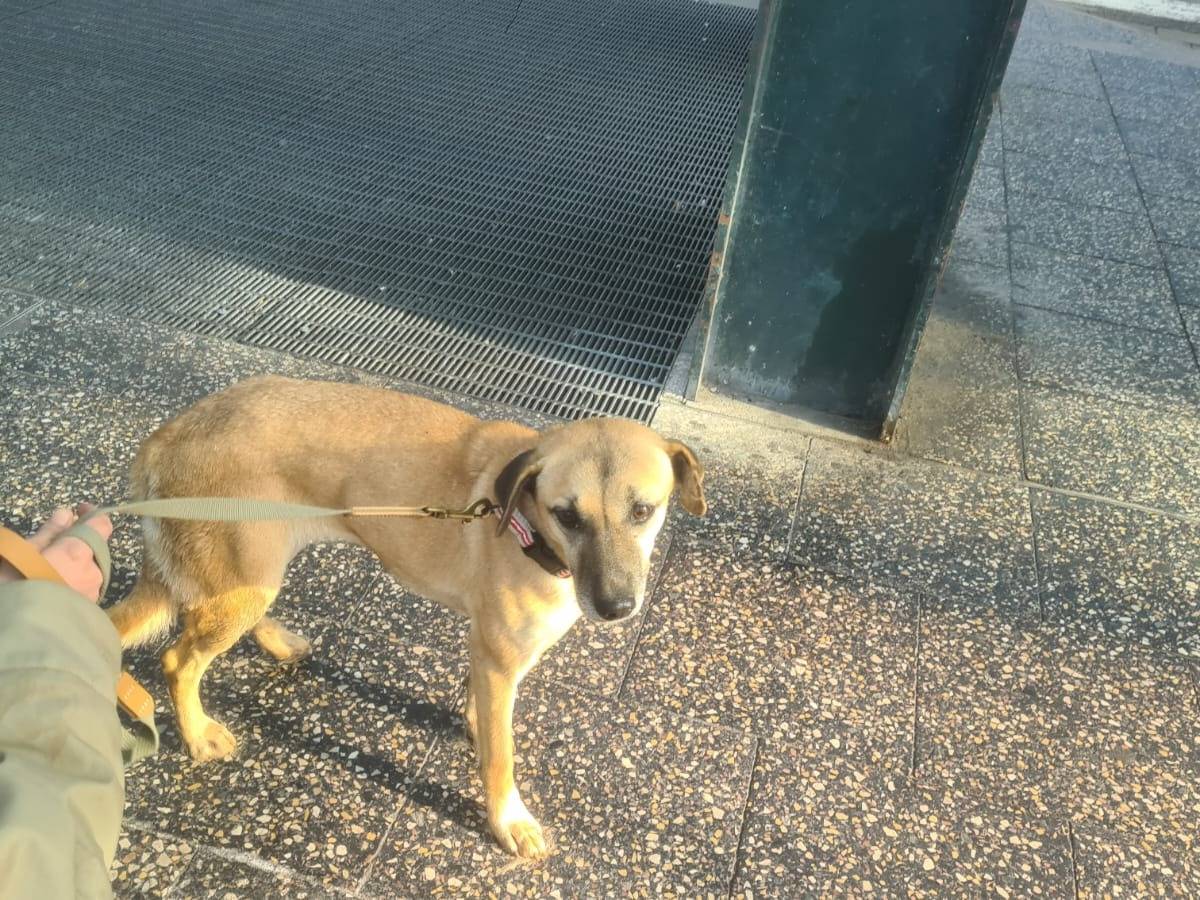 Adotta un cane, femmina, 5 anni, Milano