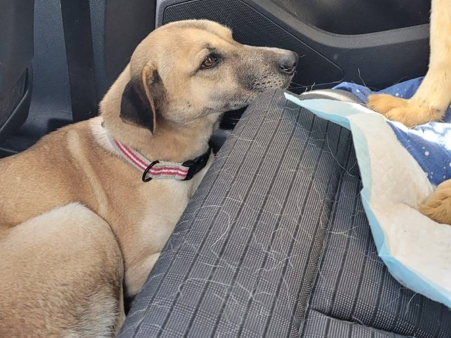 Vuoi adottare un cane a Milano?