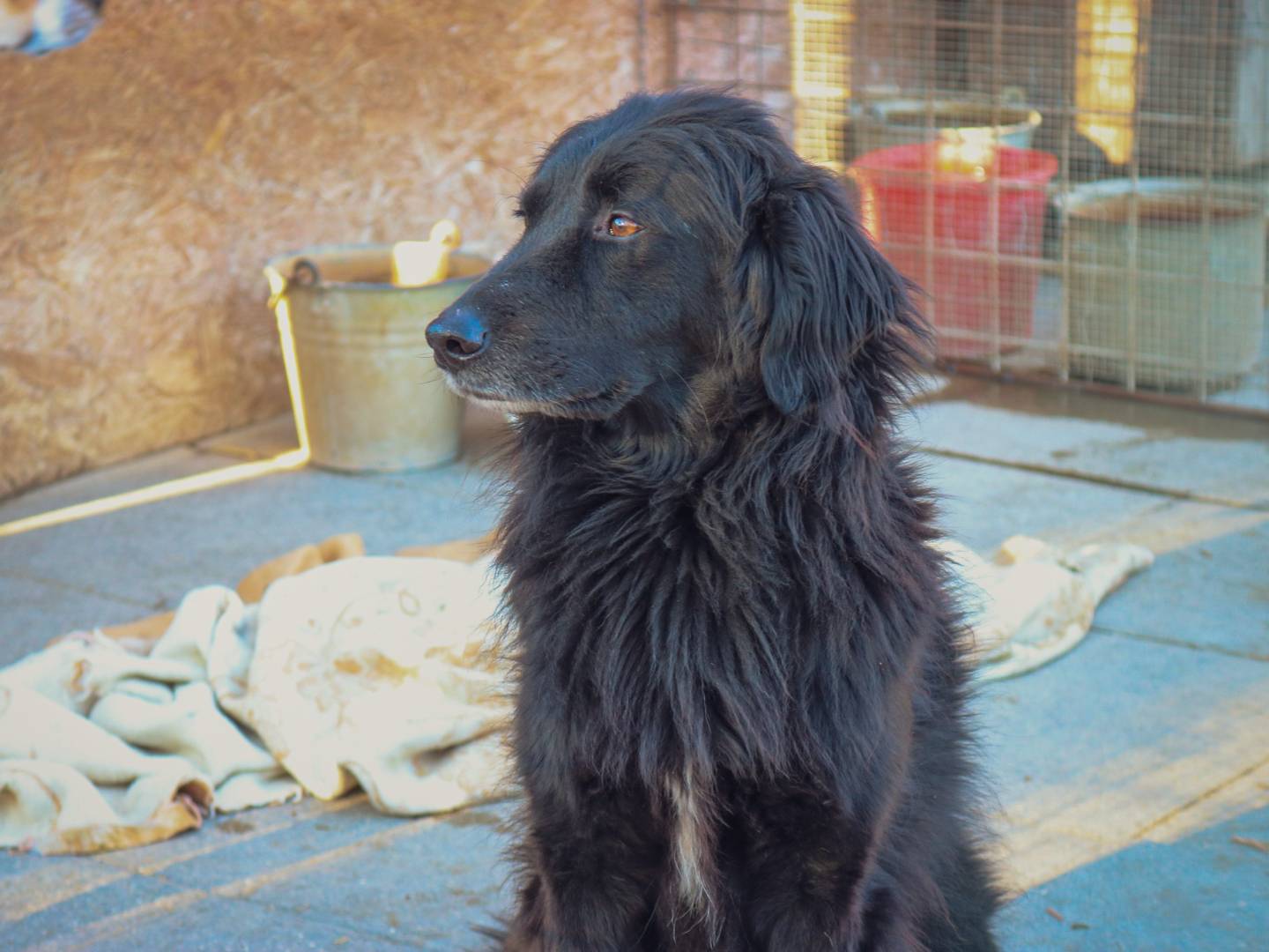 Adotta un cane, taglia media, maschio, Pisa