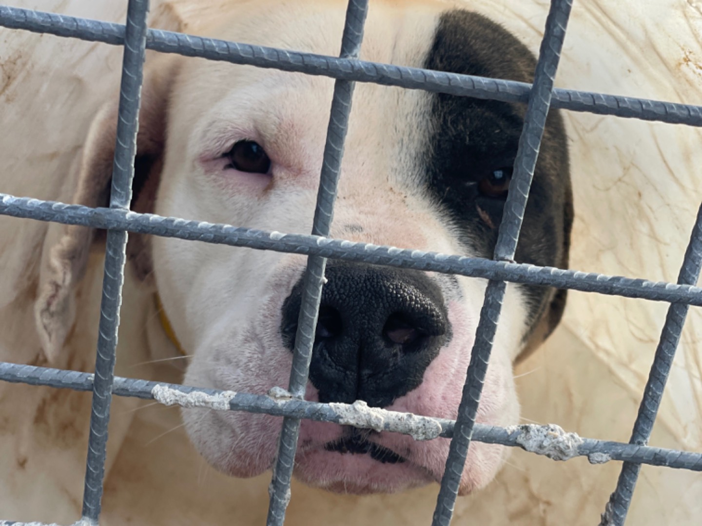 Adotta un cane, taglia grande, maschio, Salerno