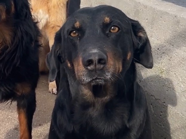 Adotta un cane, maschio, 5 anni  e 4 mesi , Salerno