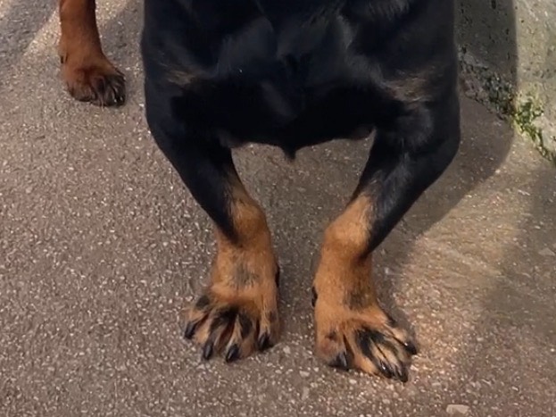 Adotta un cane, taglia media contenuta, maschio, Salerno