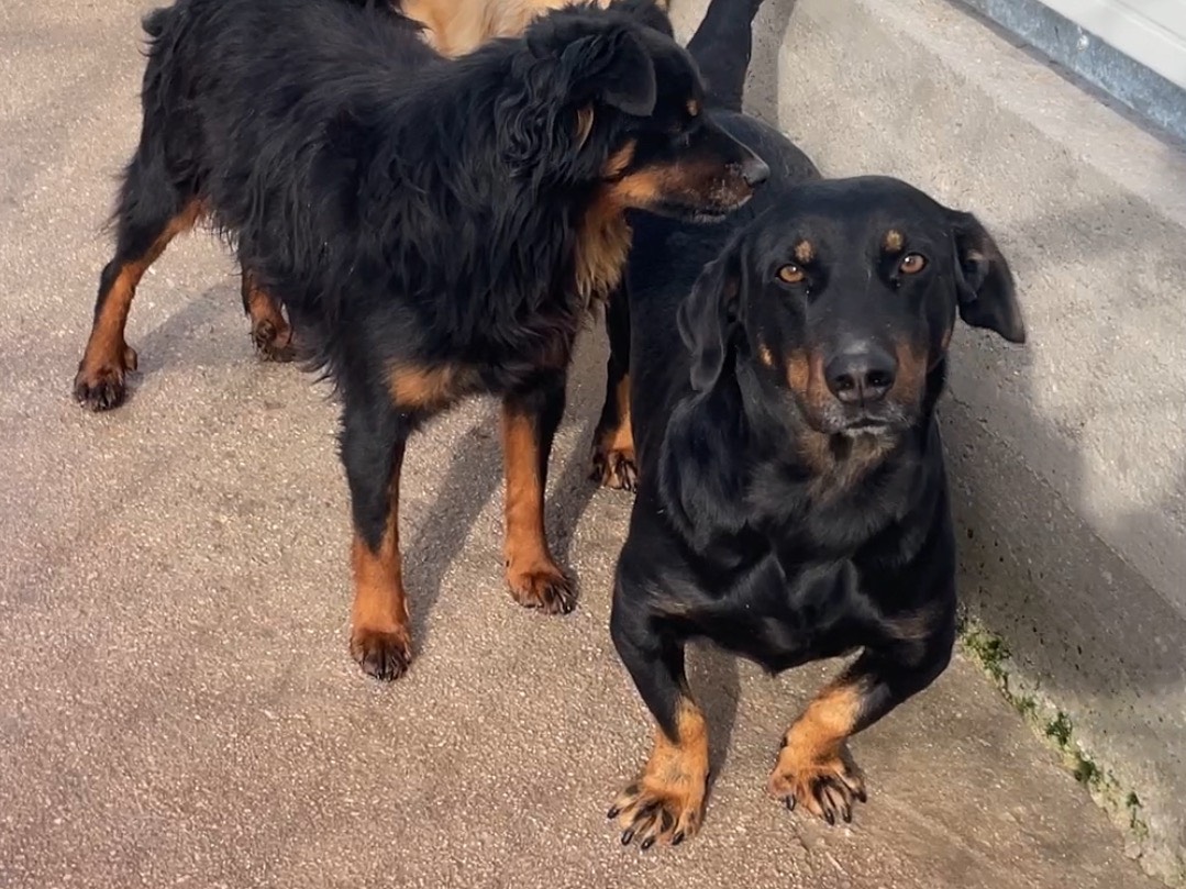Vuoi adottare un cane a Salerno?