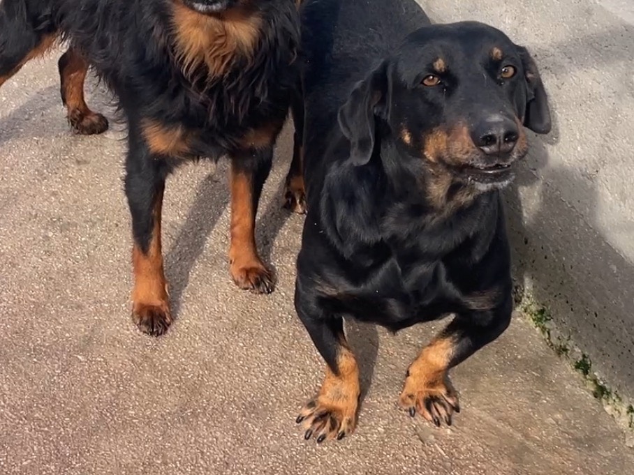 Adotta il cane Gregory coscialunga  a Salerno