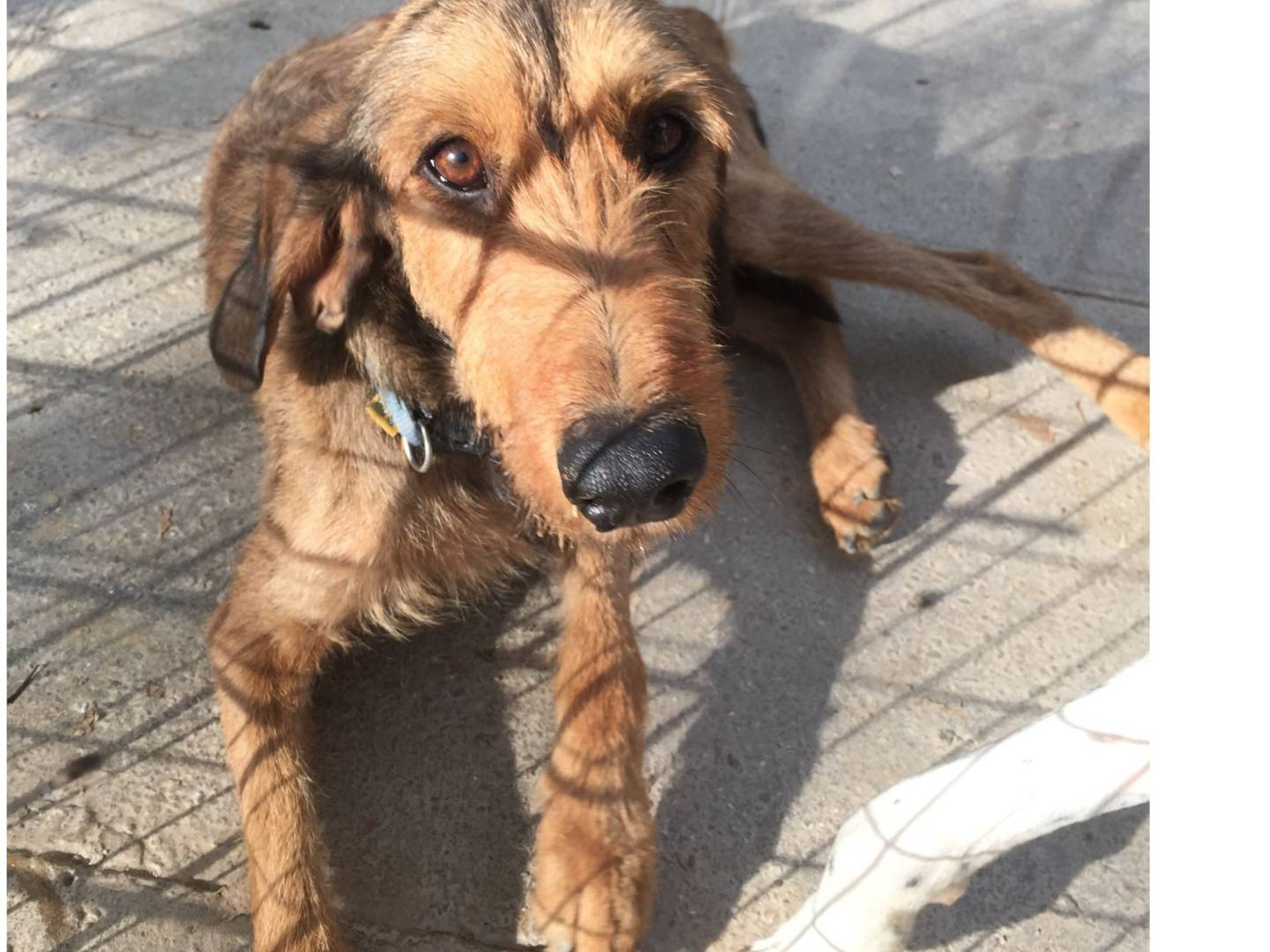 Foto dell'animale