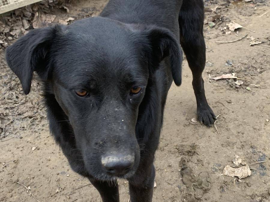 Vuoi adottare un cane a Pisa?
