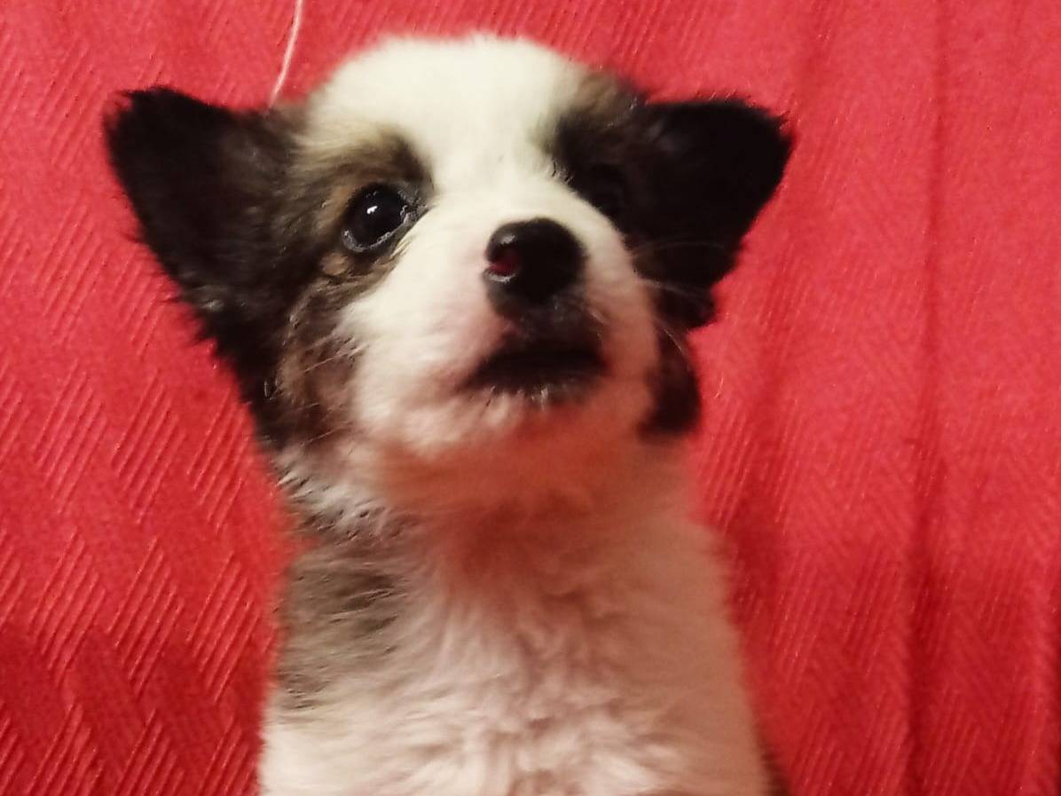 Adozione cane, femmina, meticcio, 2 anni e 6 mesi, taglia media contenuta, Cosenza