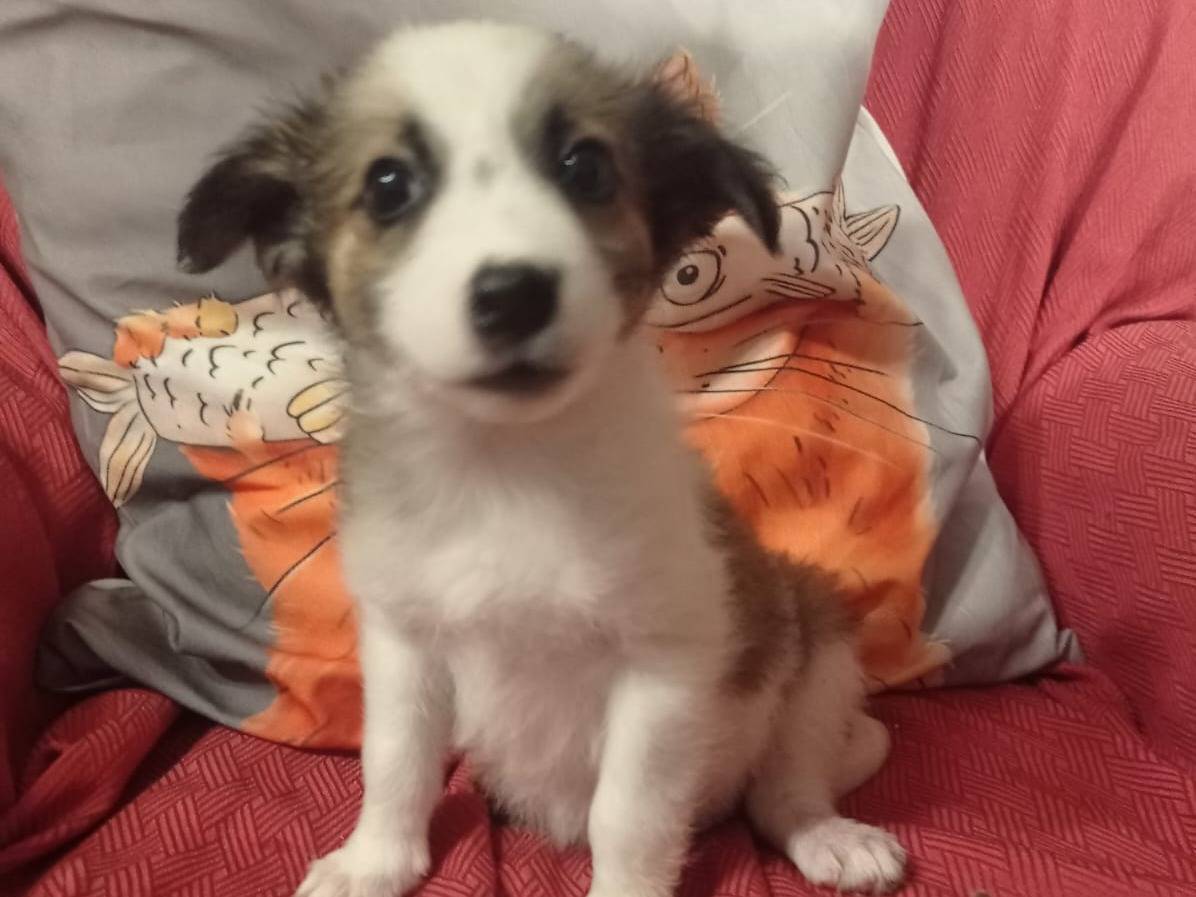 Adotta un cane, femmina, 2 anni e 6 mesi, Cosenza