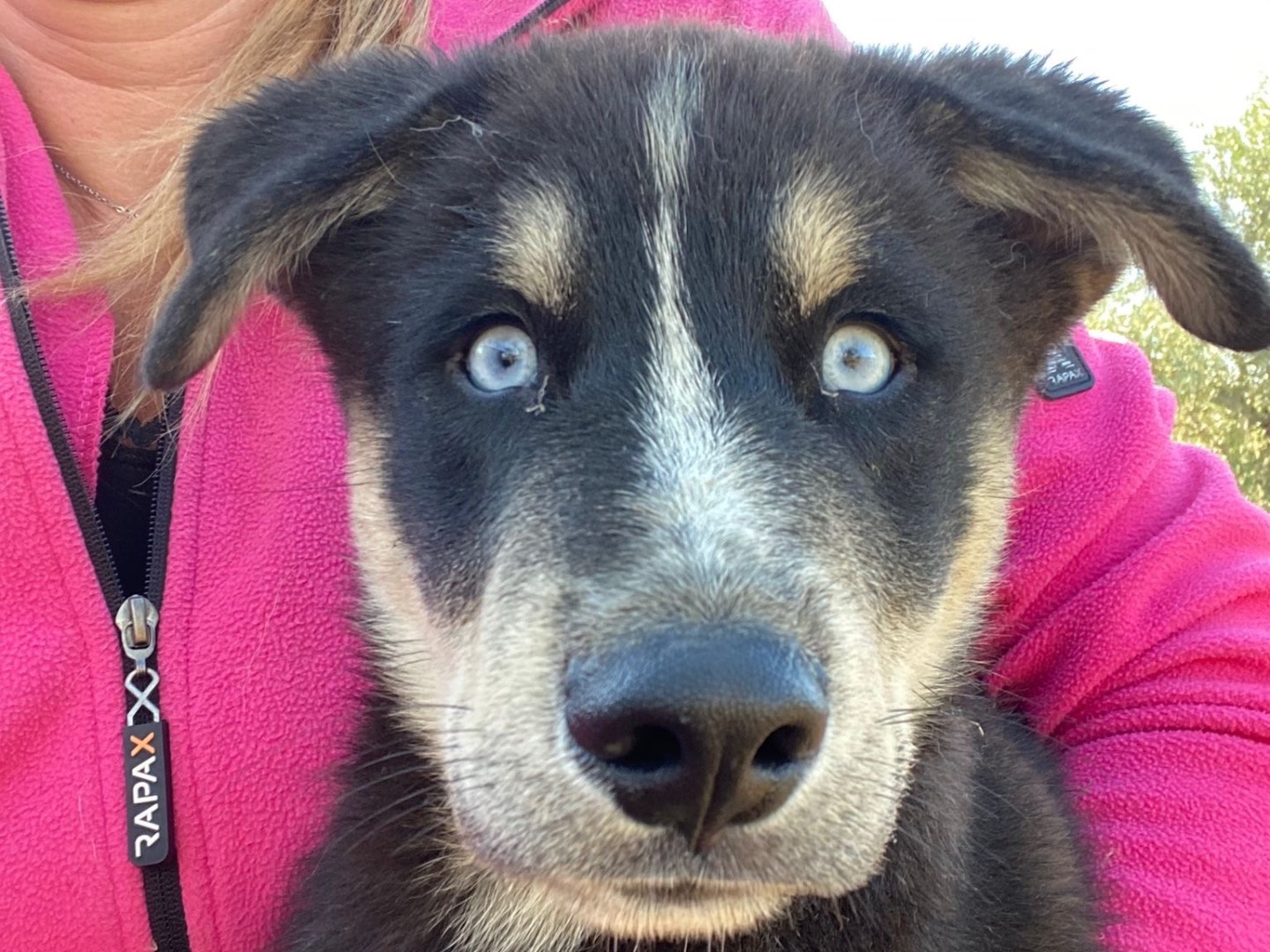 Adozione cane, maschio, Siberian Husky, 3 anni, taglia grande, Siracusa